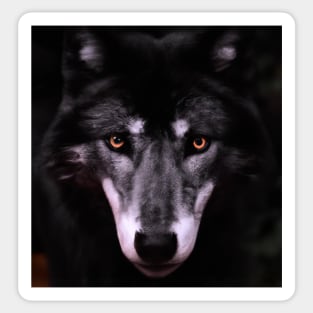 Black Wolf stearing you Sticker